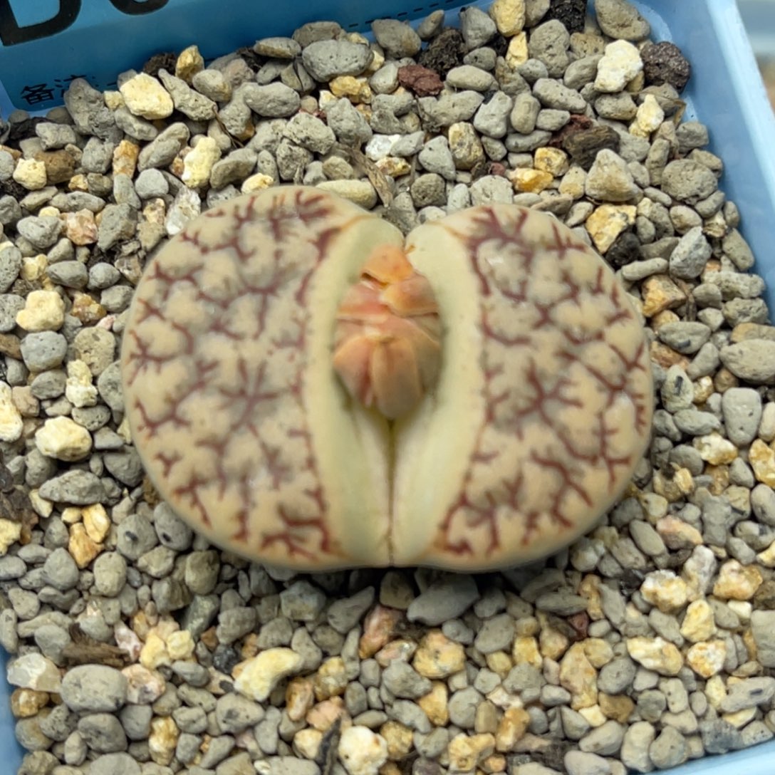 0438红纹舞岚一颗 