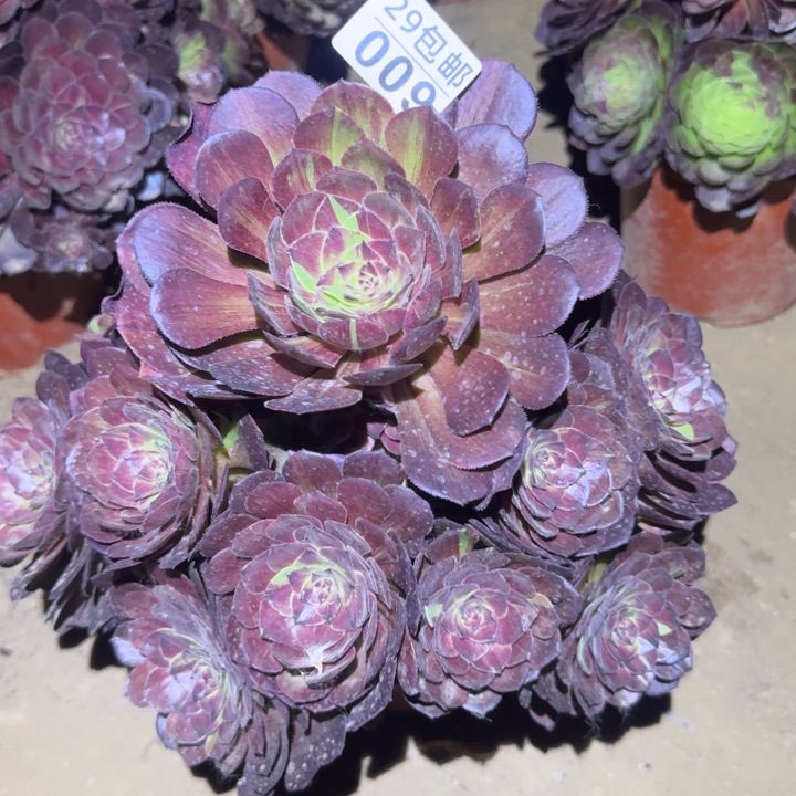 花月夜……多肉植物的