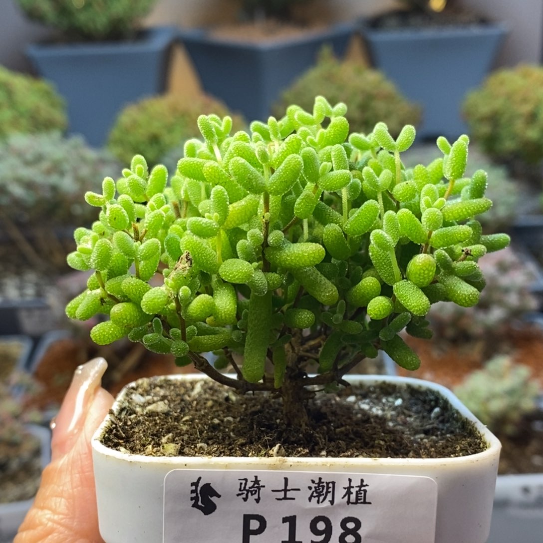 198金桔糖球枝干番杏