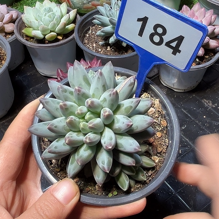 姜子牙一物一拍184