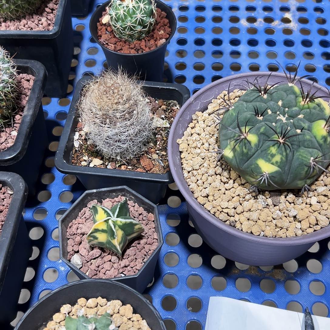 陈***胤实生根天紫玉、混乱玉、娇丽