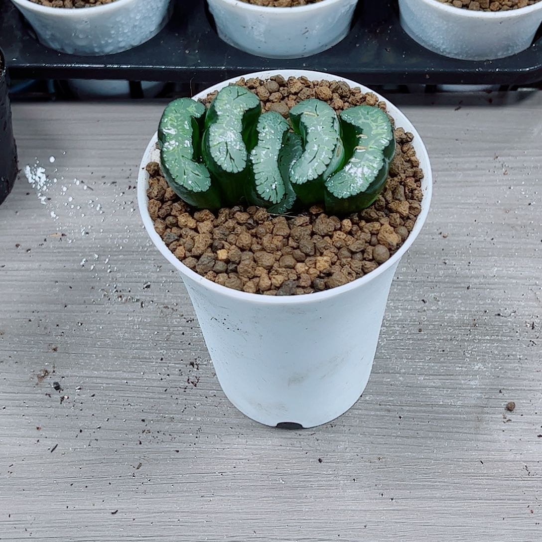 母本扇子一勿一拍