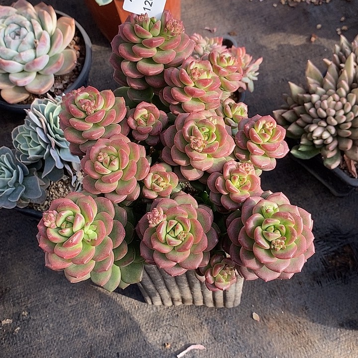 小七夕多肉不知名27