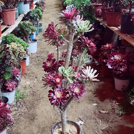 595嫁接老桩法师