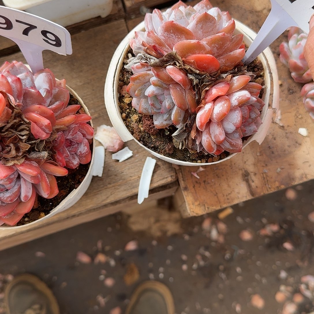 姗***姗971橙子一个一物一拍