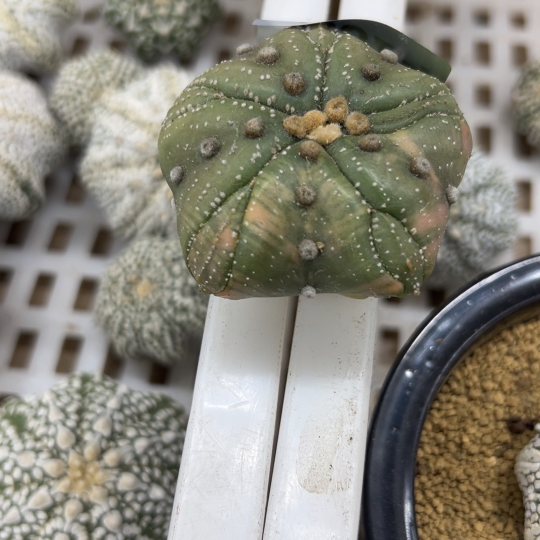 5***9C024号兜仙人球多肉植物