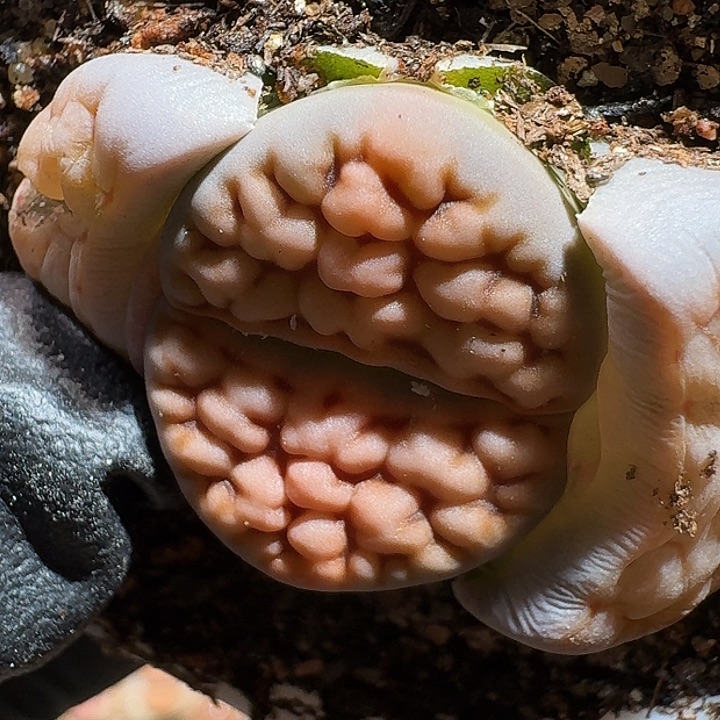 生石花1111111。    553