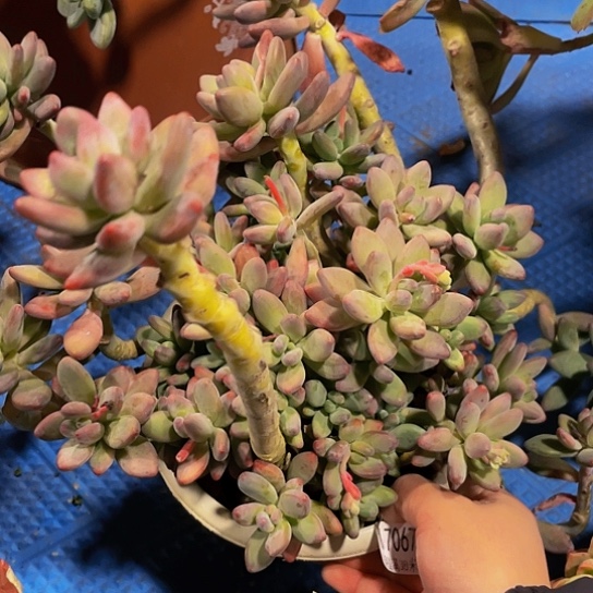 我****?苹果美人17067多肉