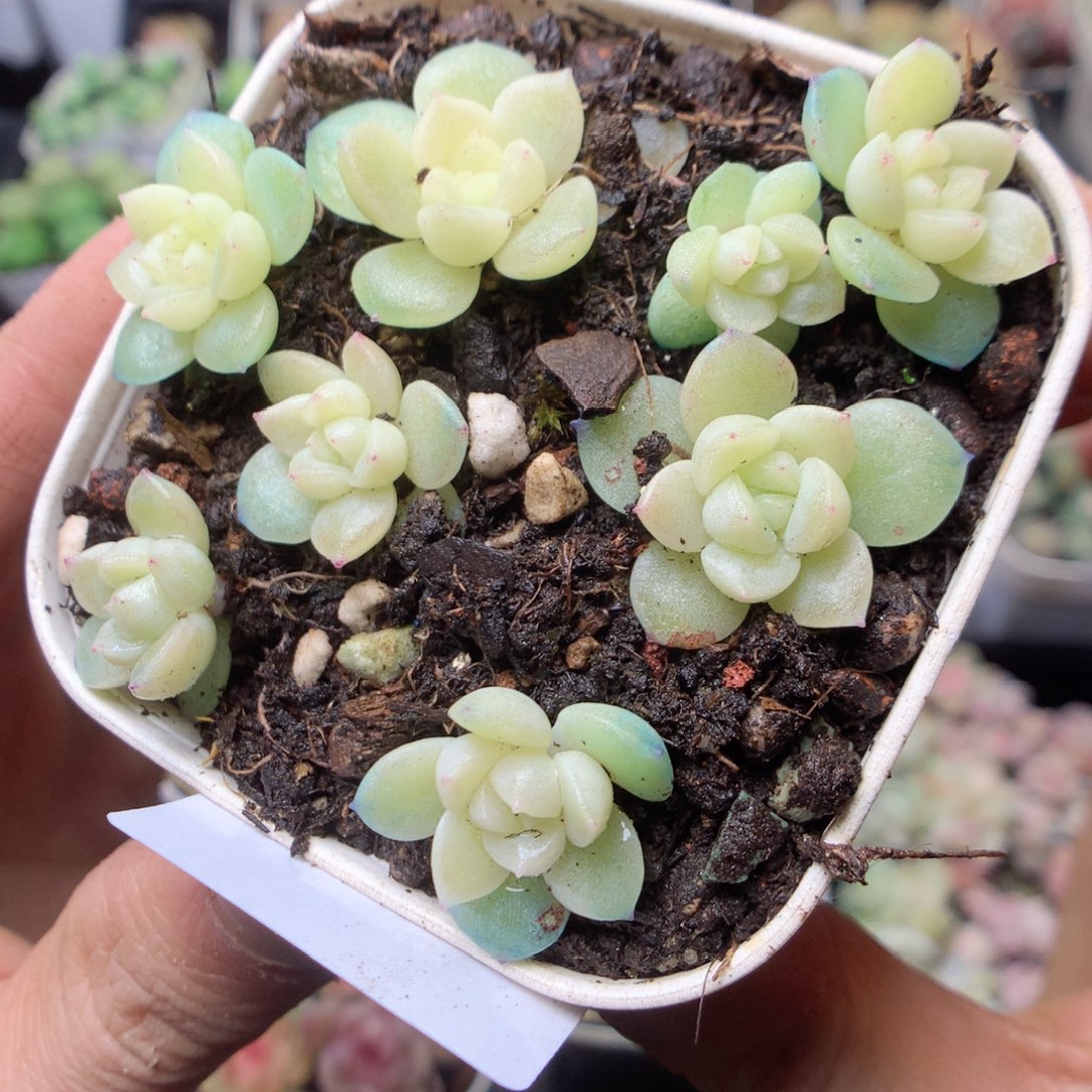 无花朵R59。财富uyyyy