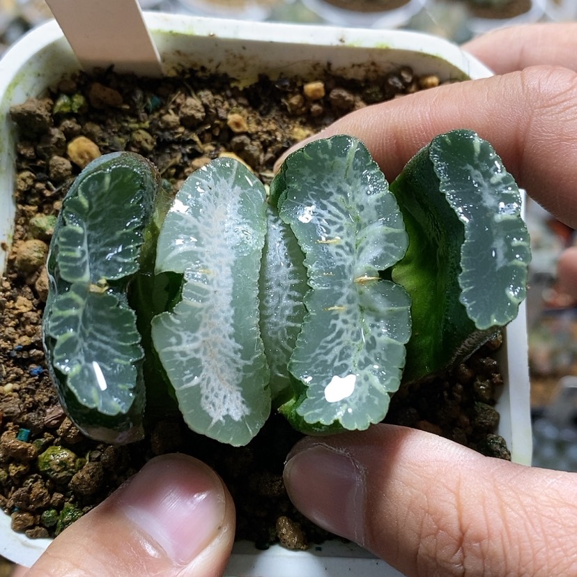 【闪购商品】z*q98实生