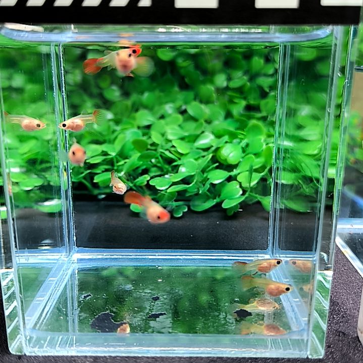 孔雀鱼精品孔雀鱼，红头玻璃猫，苗子8条含两条备损