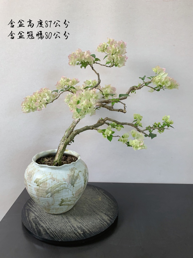 绿樱三角梅临水意境老桩盆景