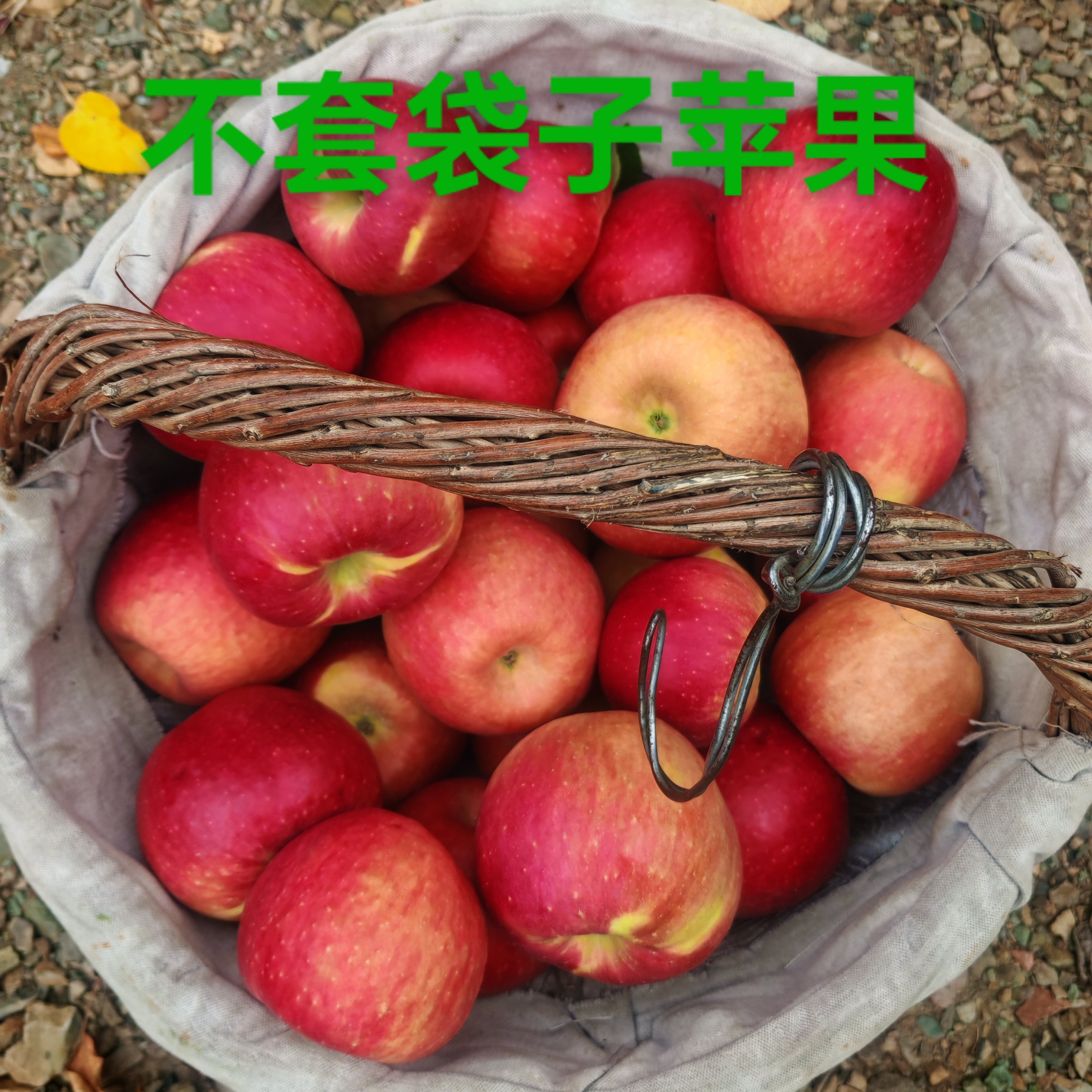 内蒙古宁城宁丰十号不套袋子苹果甜酸脆多汁鲜果产地直发（外省拍）