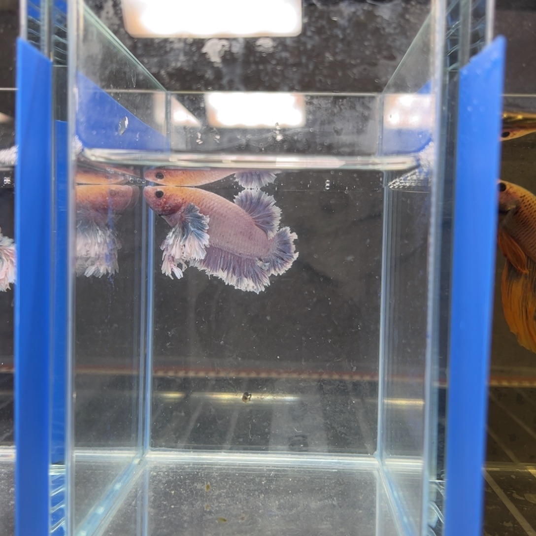 海水鱼武汉的绣球将军几个老板