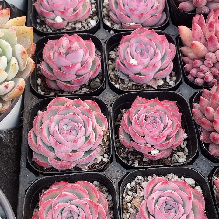 侧影6元一盆888888