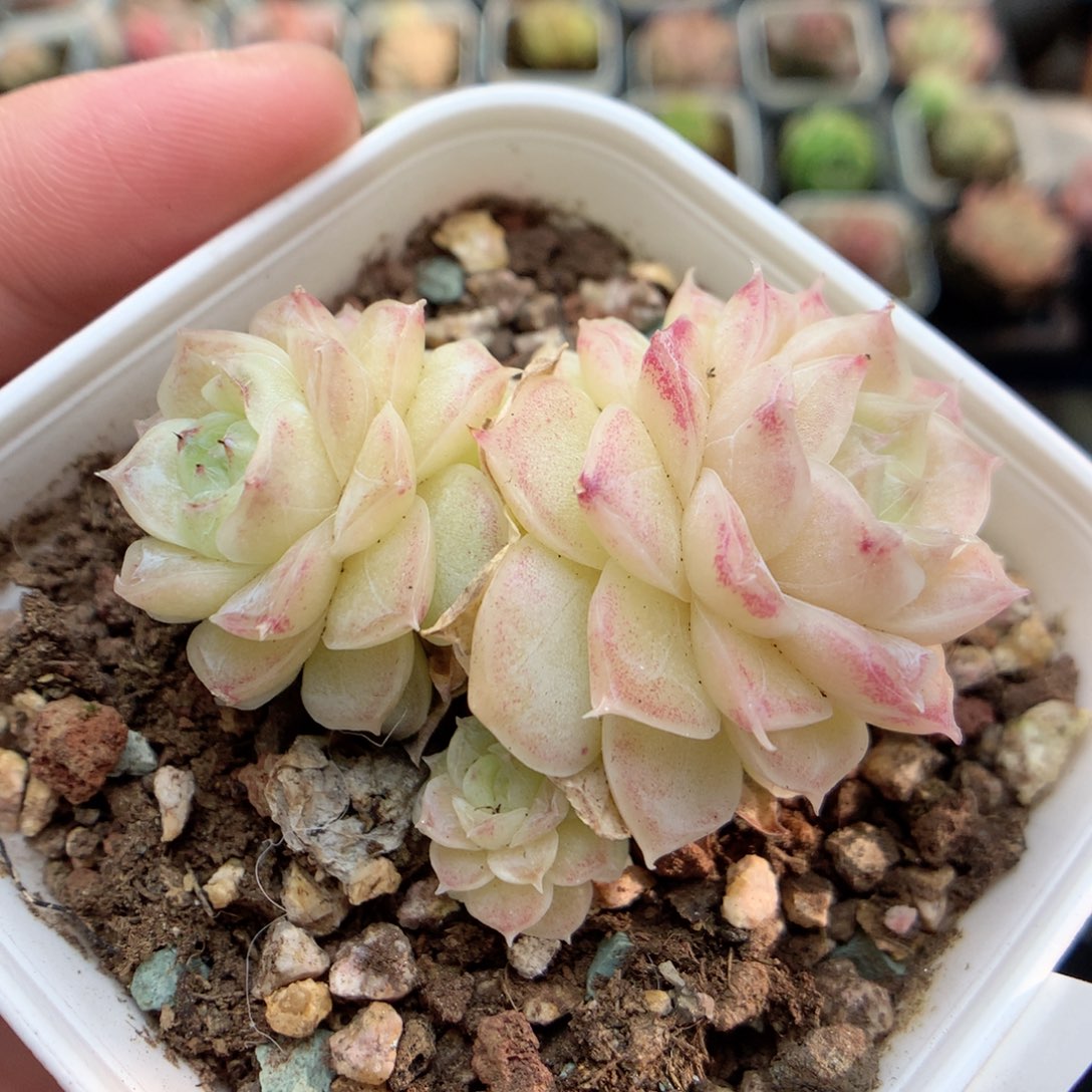 D14优选麦女珍妮y y y y y y y