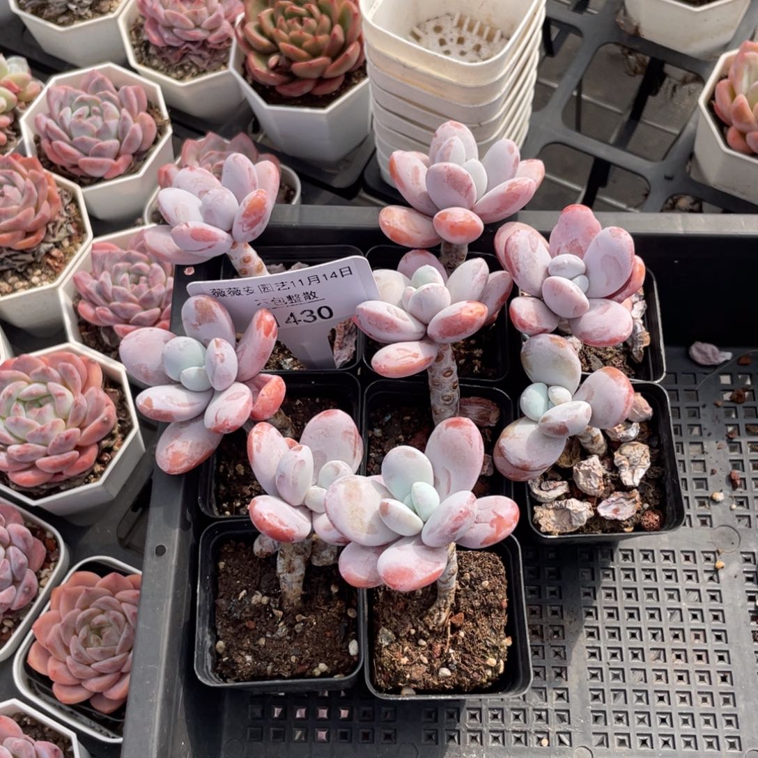 不包整散 盆子不售后1430