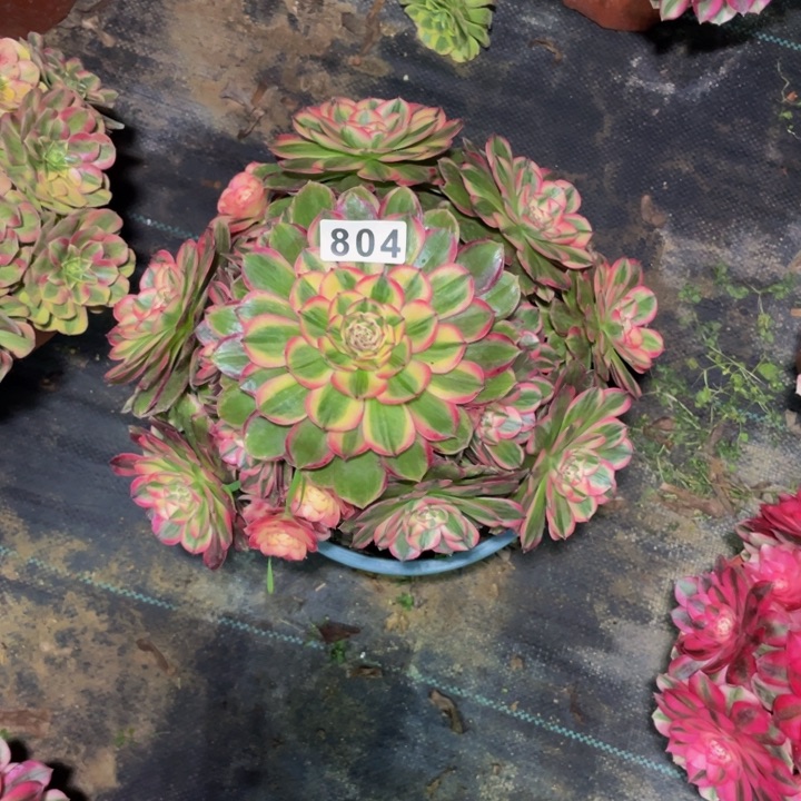 芦****鸡804老庄多肉法师海神，有个断枝