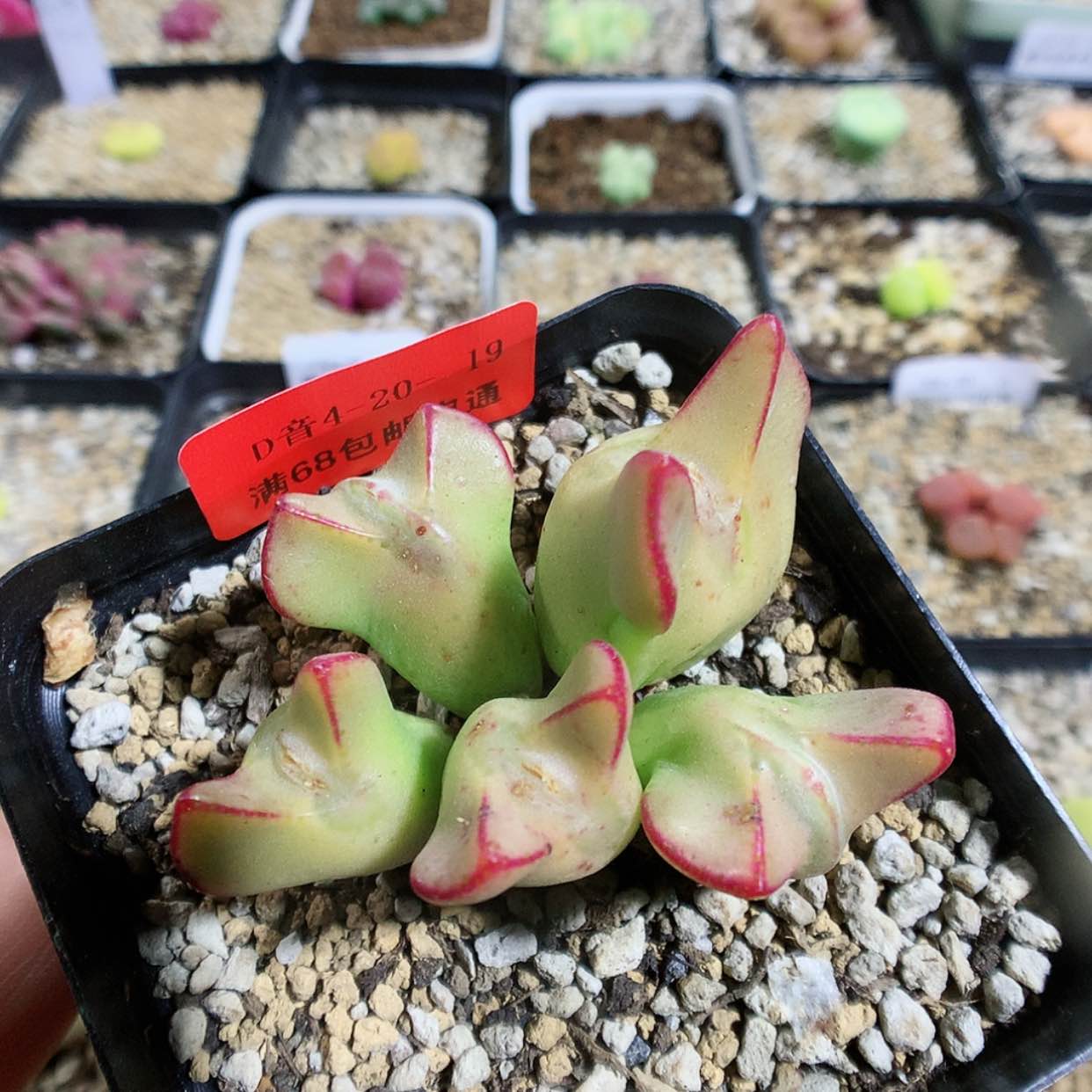 【闪购商品】4-20-19 少将一群 35