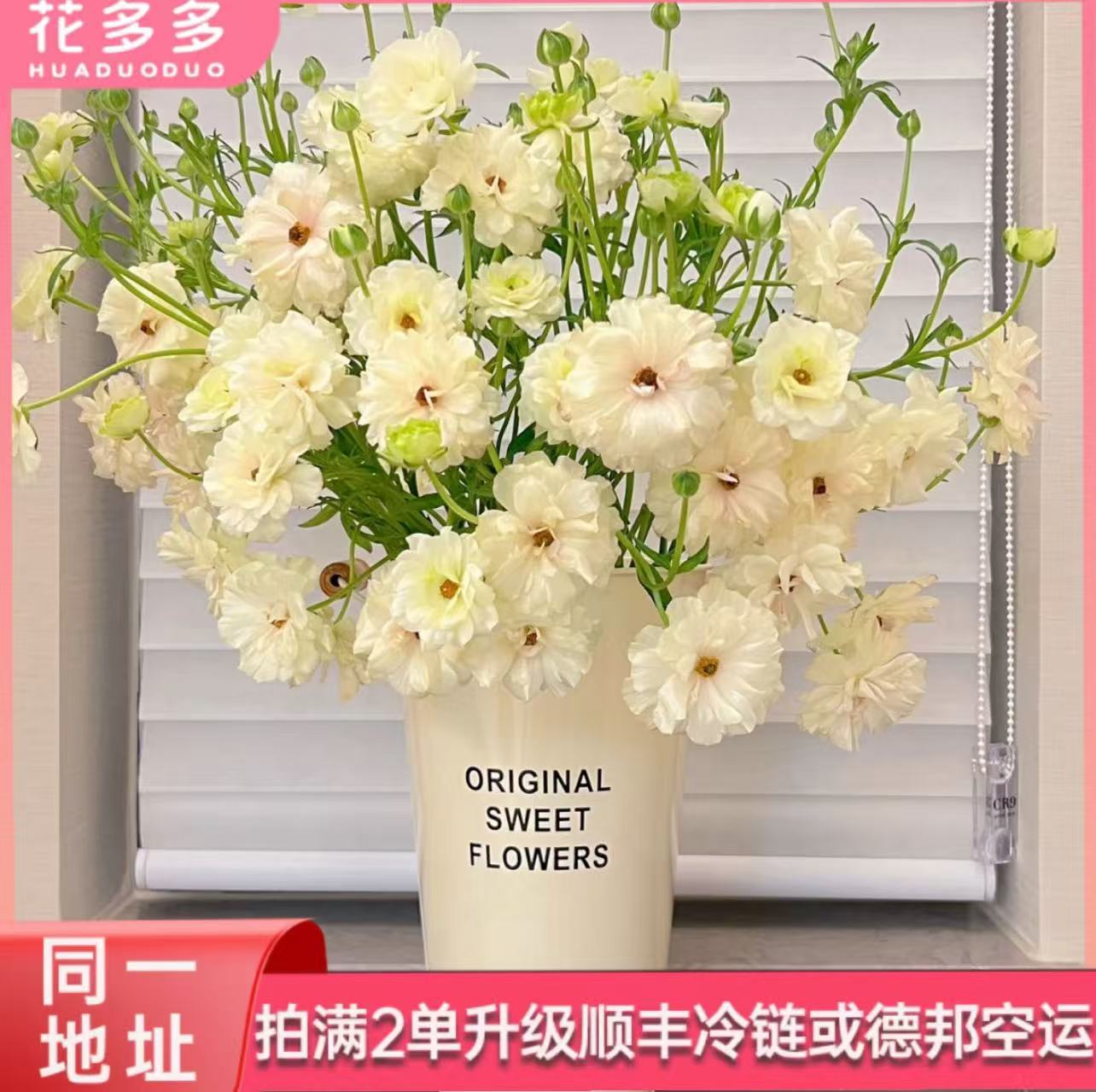 【香槟蝴蝶洋牡丹】奶呼呼洋牡丹1扎 全场鲜花任意满两单升级冷链 