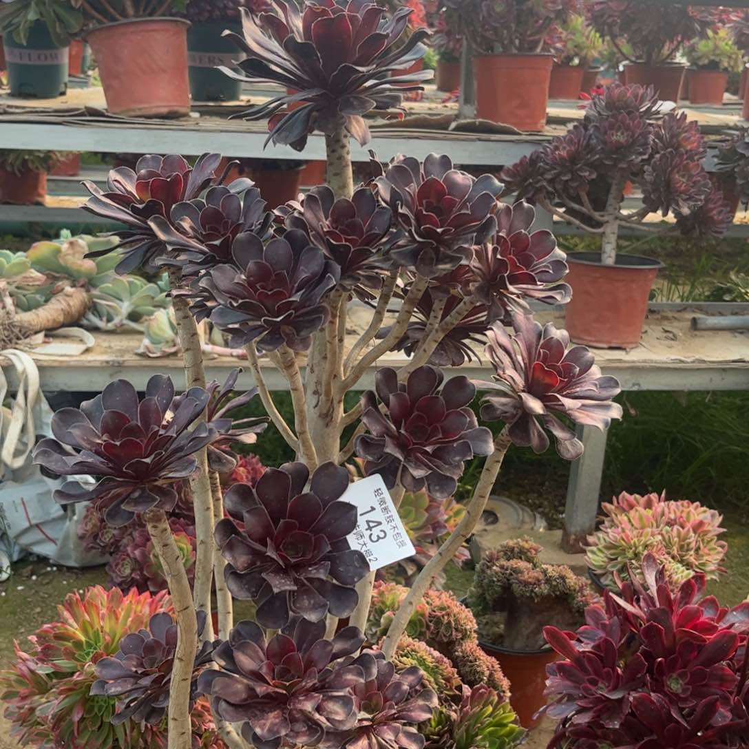 143园叶黑法师多肉植物法师