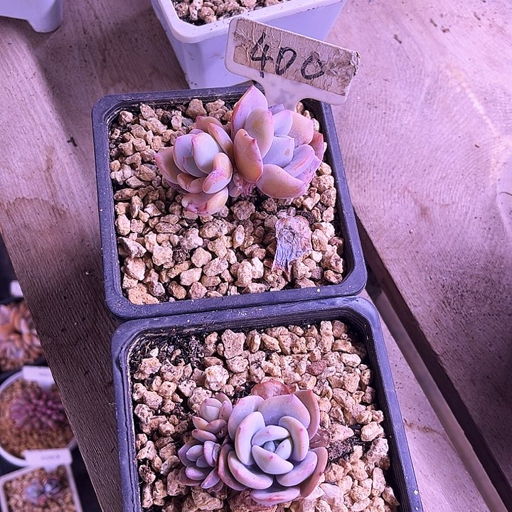 我是第一百个为妖刀应援滴打