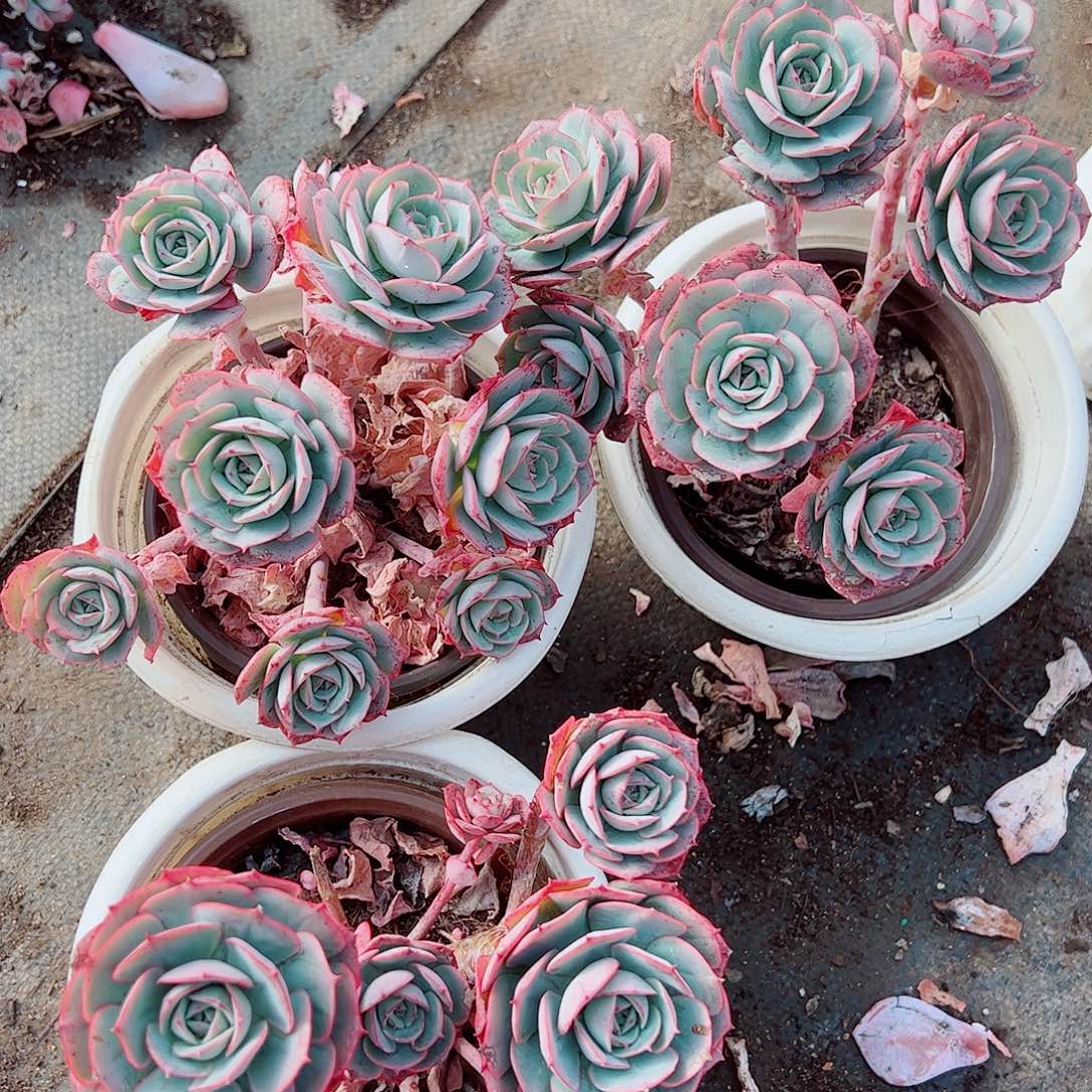 克罗地亚玫瑰多头群生二盆