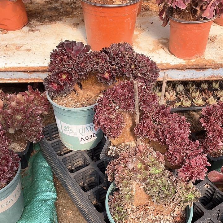 多肉植物欧紫缀化玫瑰缀化39.8-3三棵A030