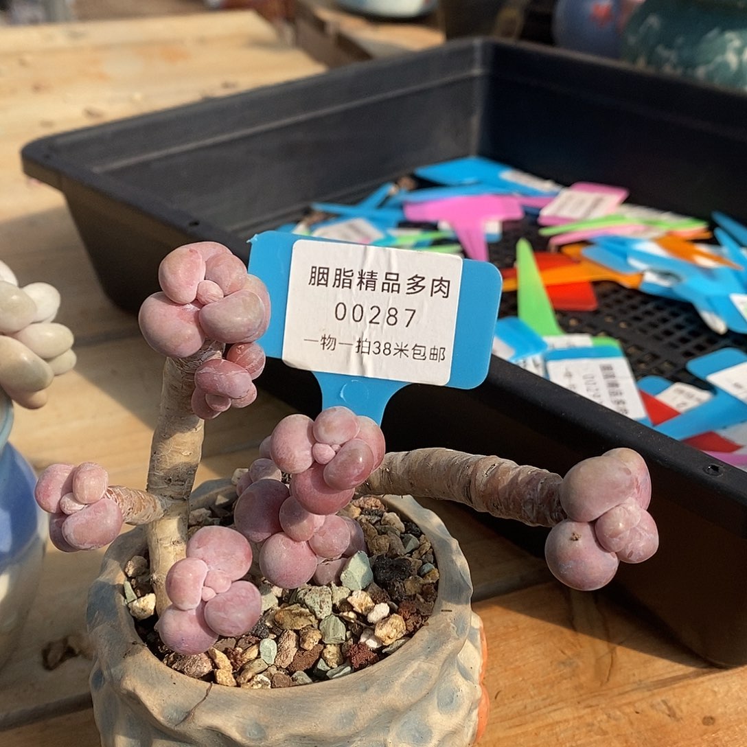 00287，咯均嗯木架啦啦