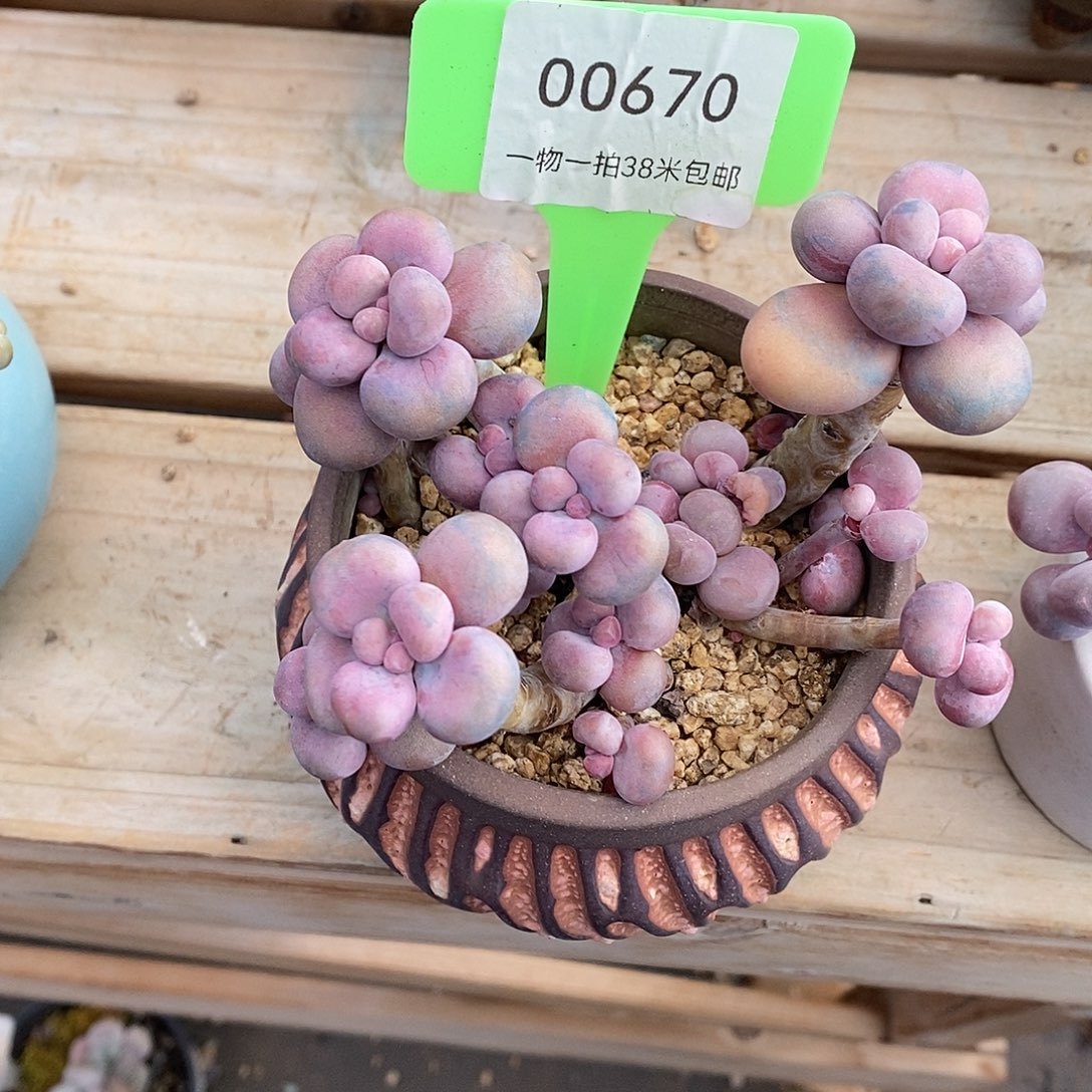 小***️00670，啊旅途咯图举行