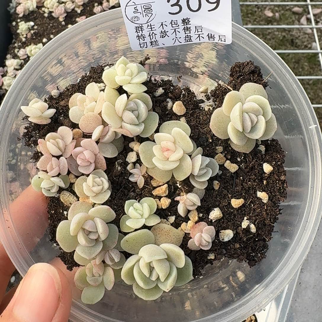 如图309冰佳人切糕苗一份