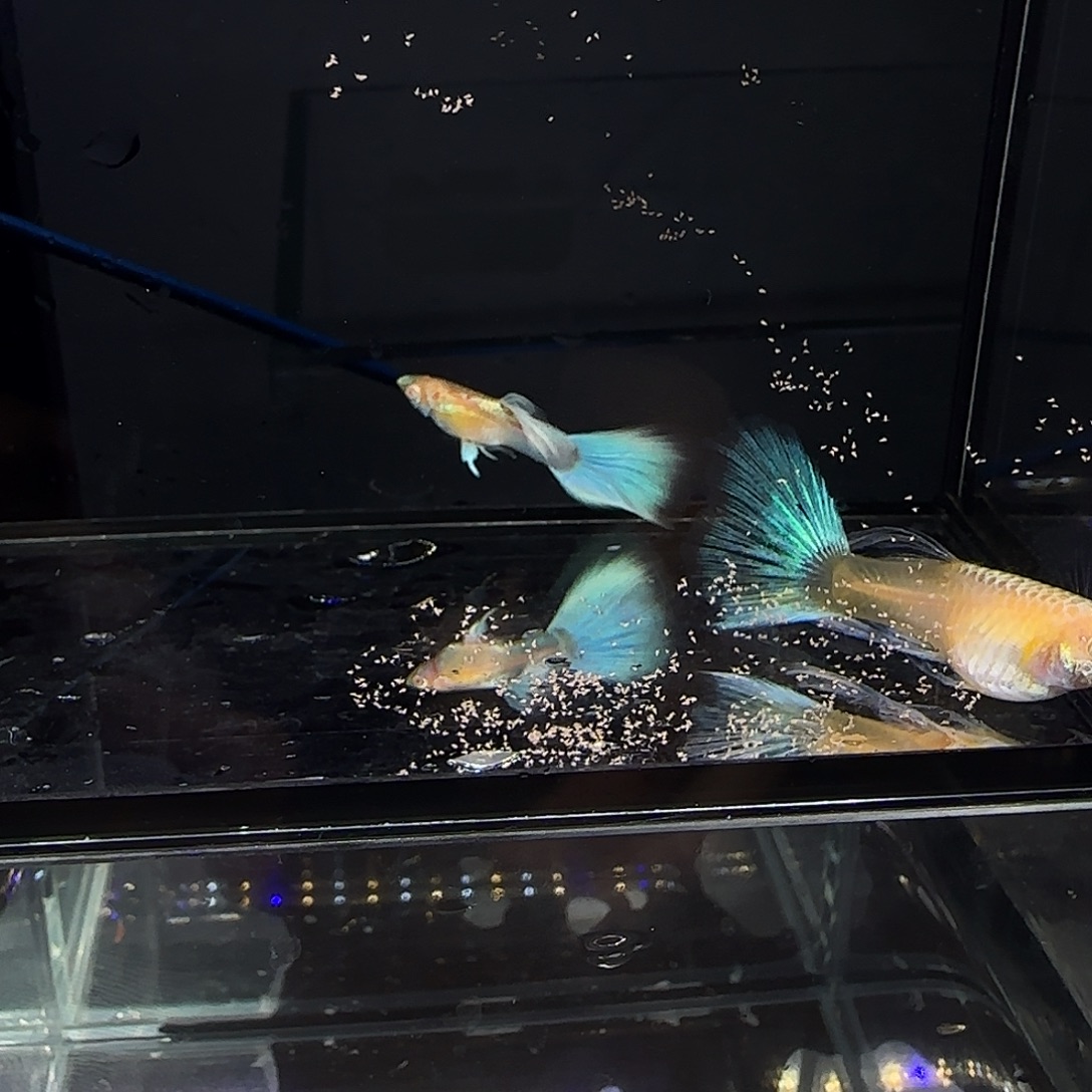 孔雀鱼蓝白大c一对