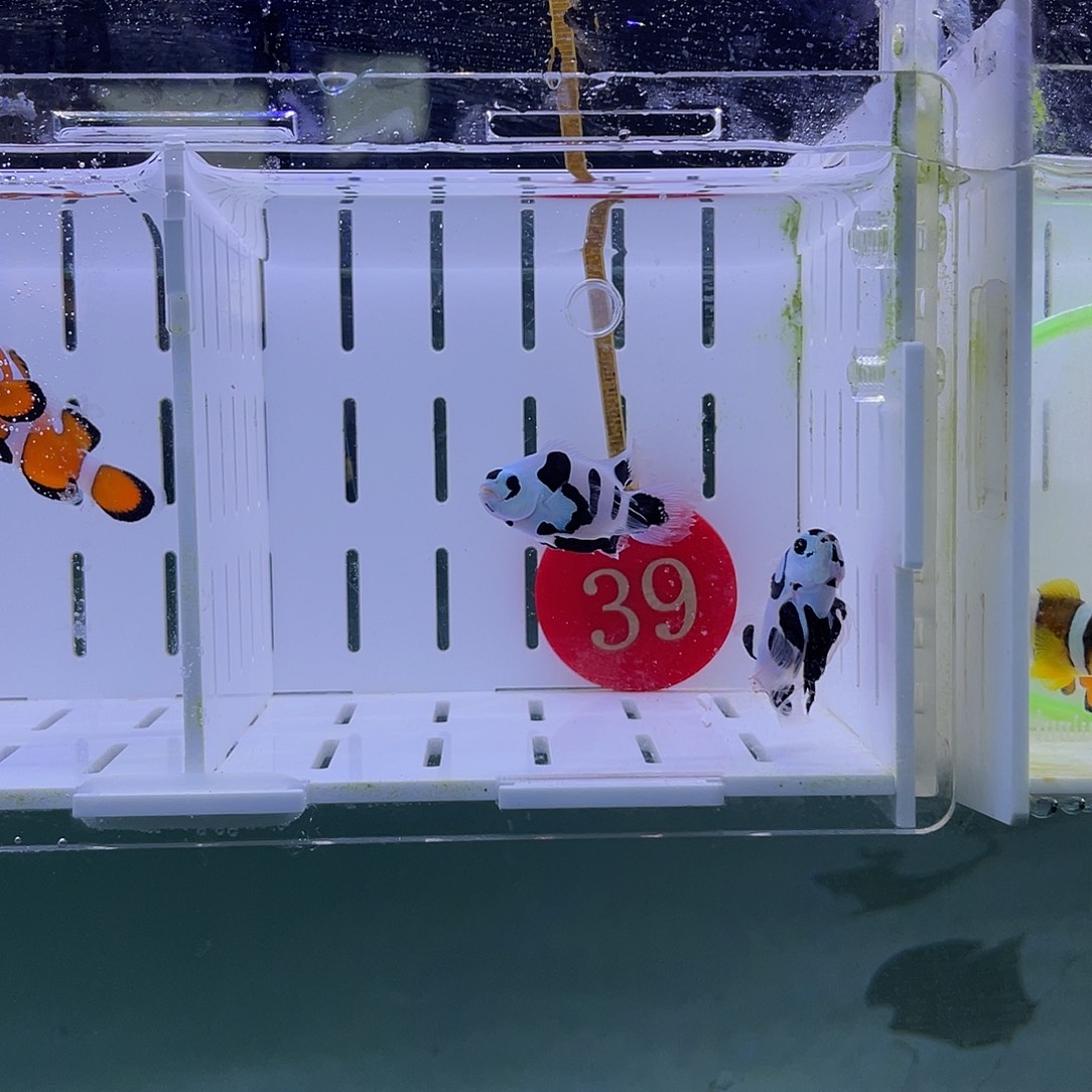 海水鱼熊猫礼服4厘米左右