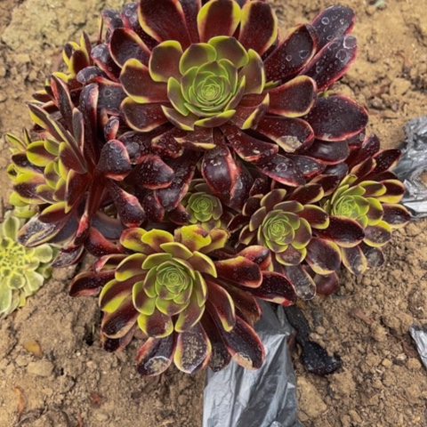 欧嘉莉多肉多肉8060