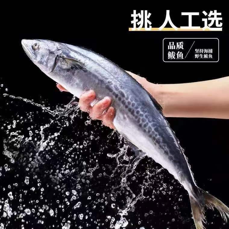 大连渤海湾燕鲅鱼 破肚蓝点马鲛鱼 不包售后急冻锁鲜顺丰包邮