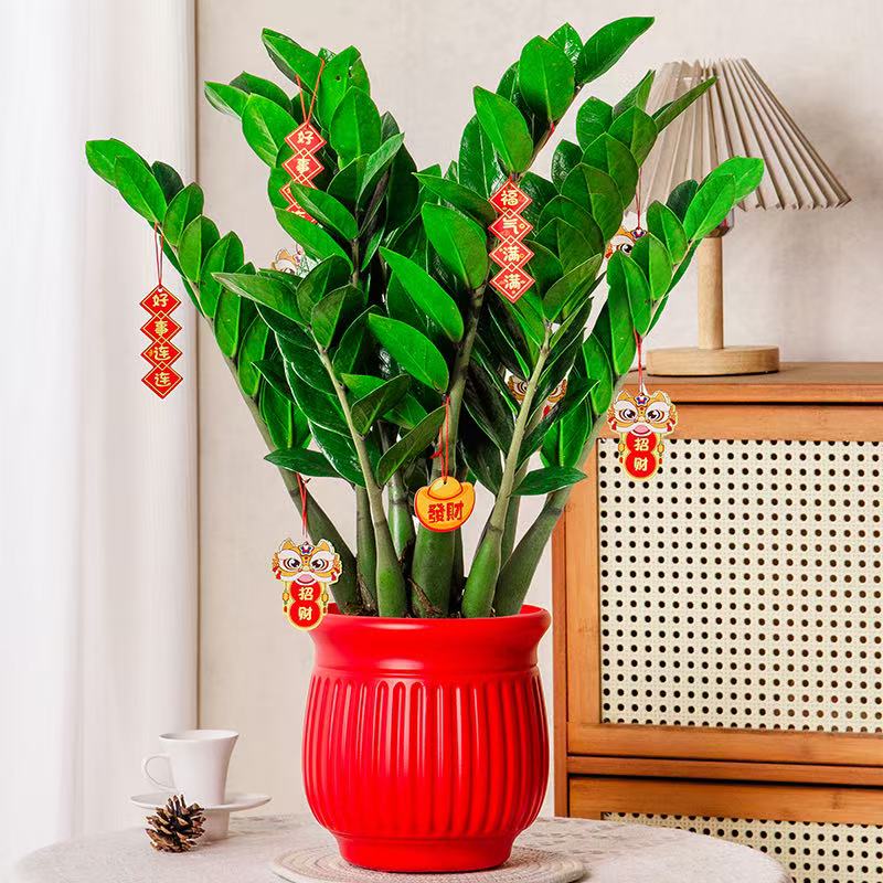 【招财进宝金钱树】钱串子室内客厅盆栽耐旱植物四季常绿送新年挂件