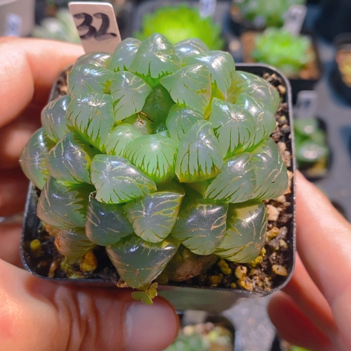 浟***滟糯姬玉露一物一拍