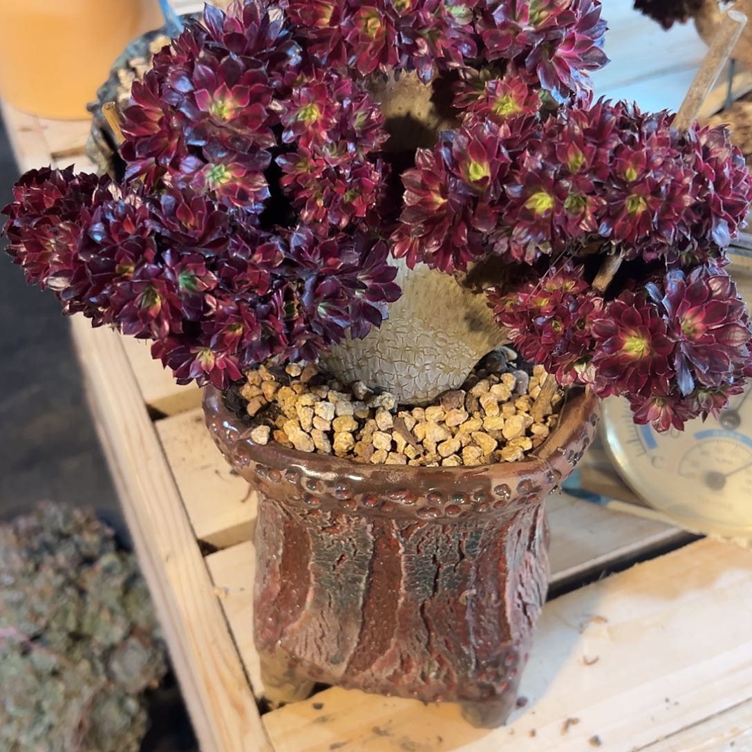 黑铜壶超白整版全朵朵