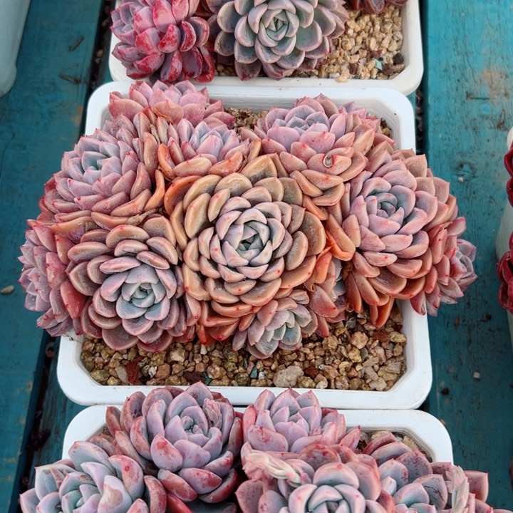 精品多肉植物老桩