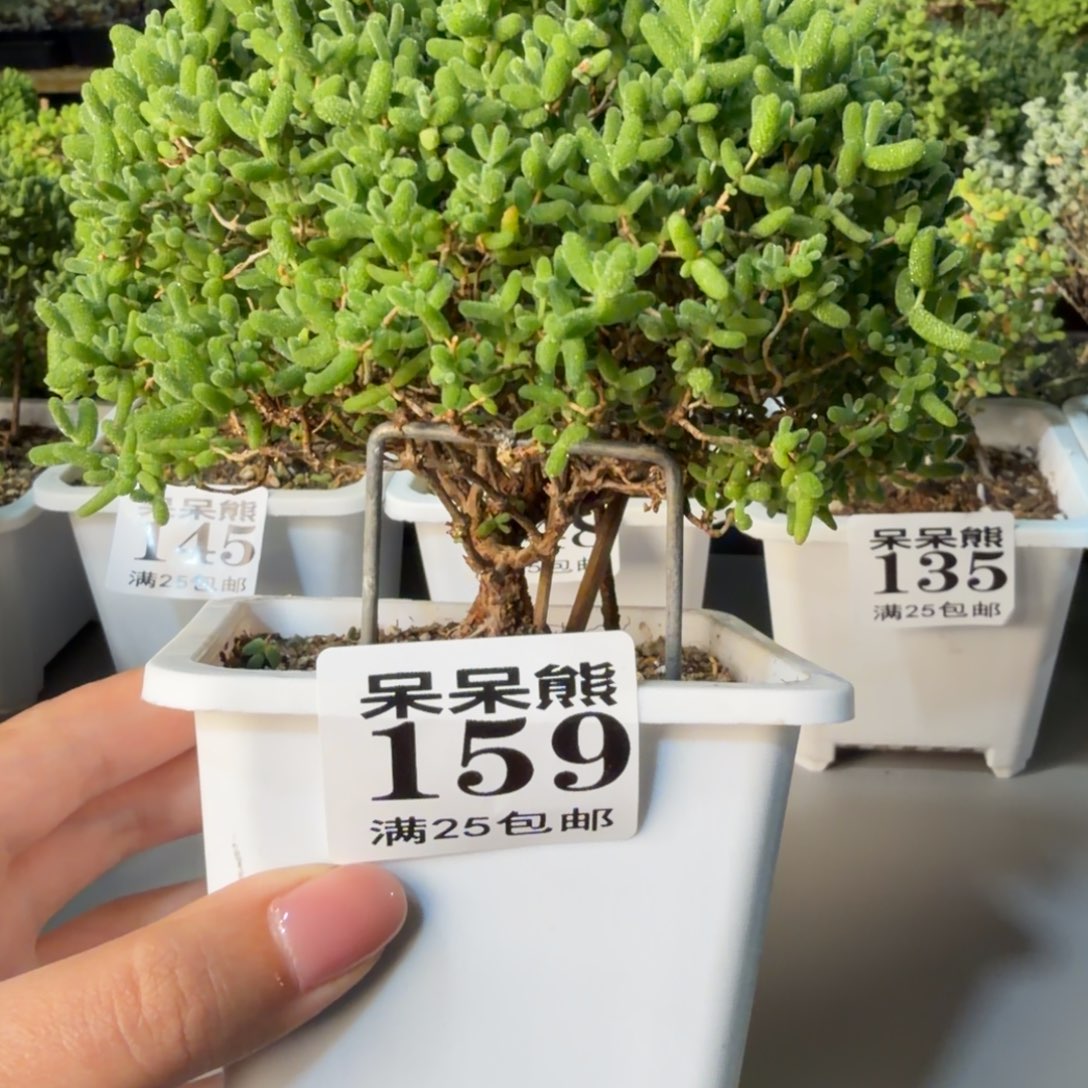 ****鱼闪电购花卉园艺159