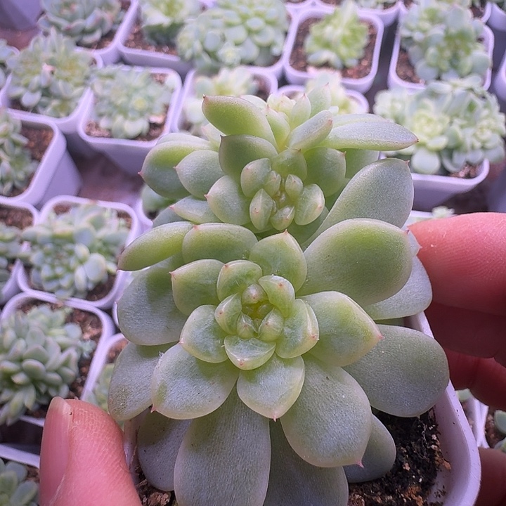 纸鸢甜心朵朵福利