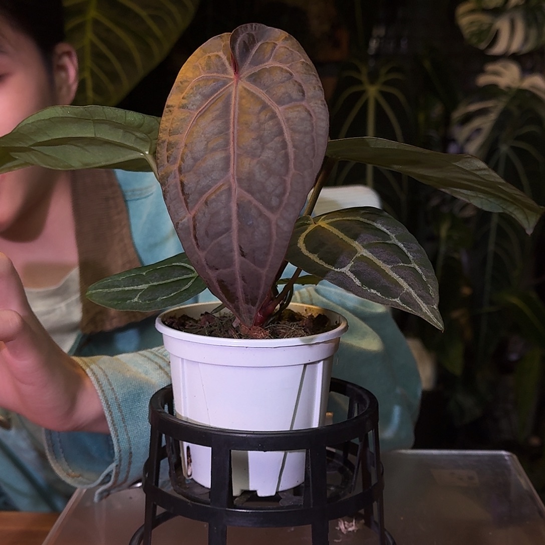 不开花植物L192红水晶米歇尔杂小钻石