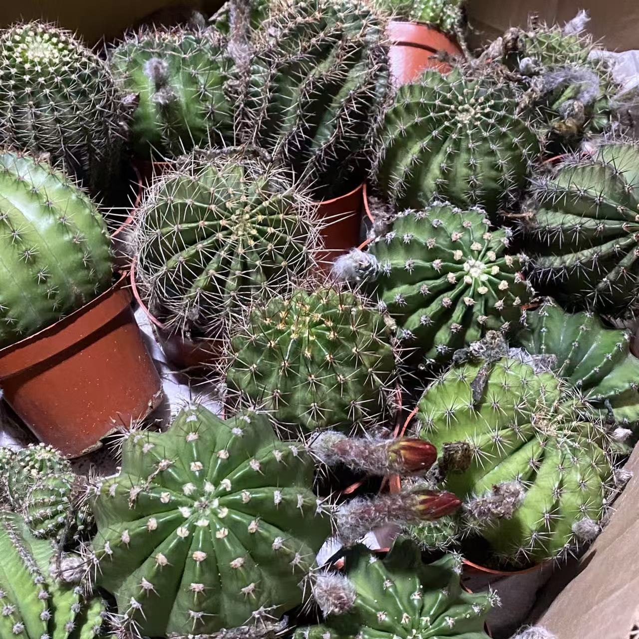 大彩草 仙人球植物漳州基地直发货 新手好养 室内外