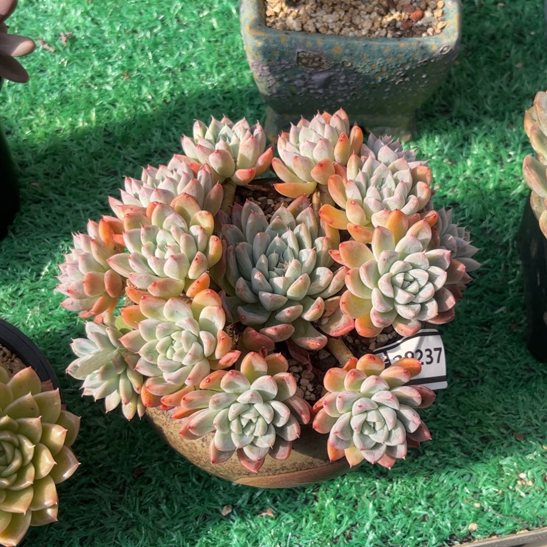 艾莎公主多肉植物29237