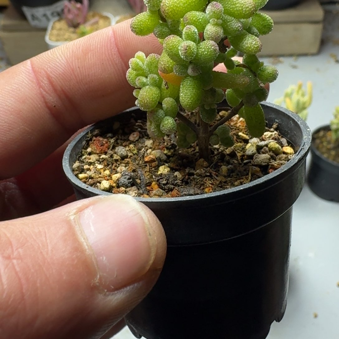 糖球糊斑锦 多肉植物