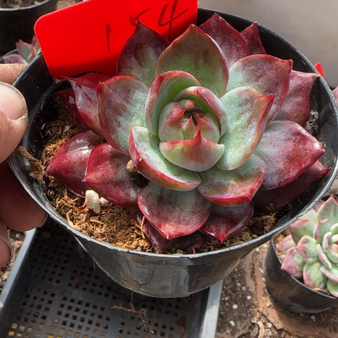 惊鸿一物一拍包装收缩花旱154