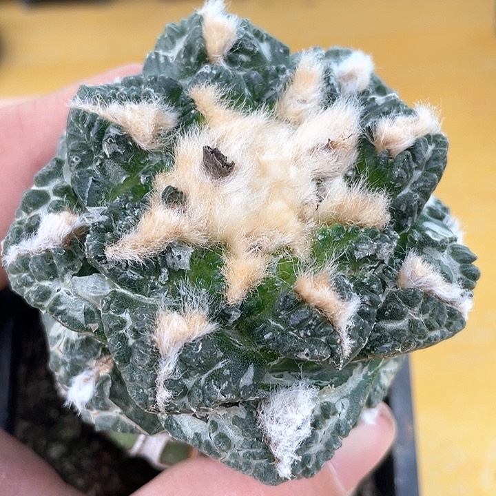 仙人球苗接龟甲连山156