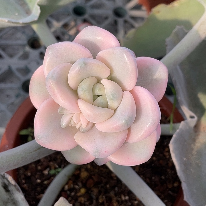 花瓣露一物一拍锦龙