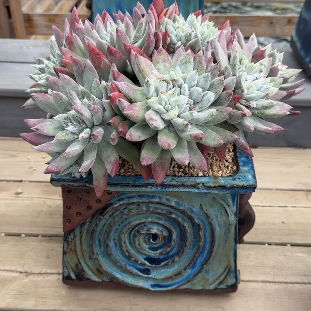 你***呀20250224015谢姐多肉植物