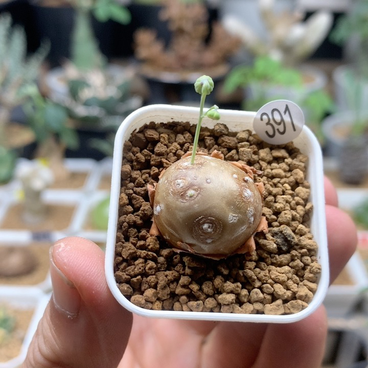 格加厚敦菊母本带盆391